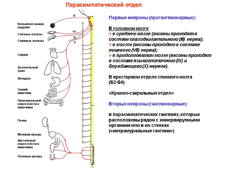 Кольцевая мышца радужки Слезные железы Слюнные железы Сердце Дыхательный тракт Желудок Тонкий кишечник Проксимальный